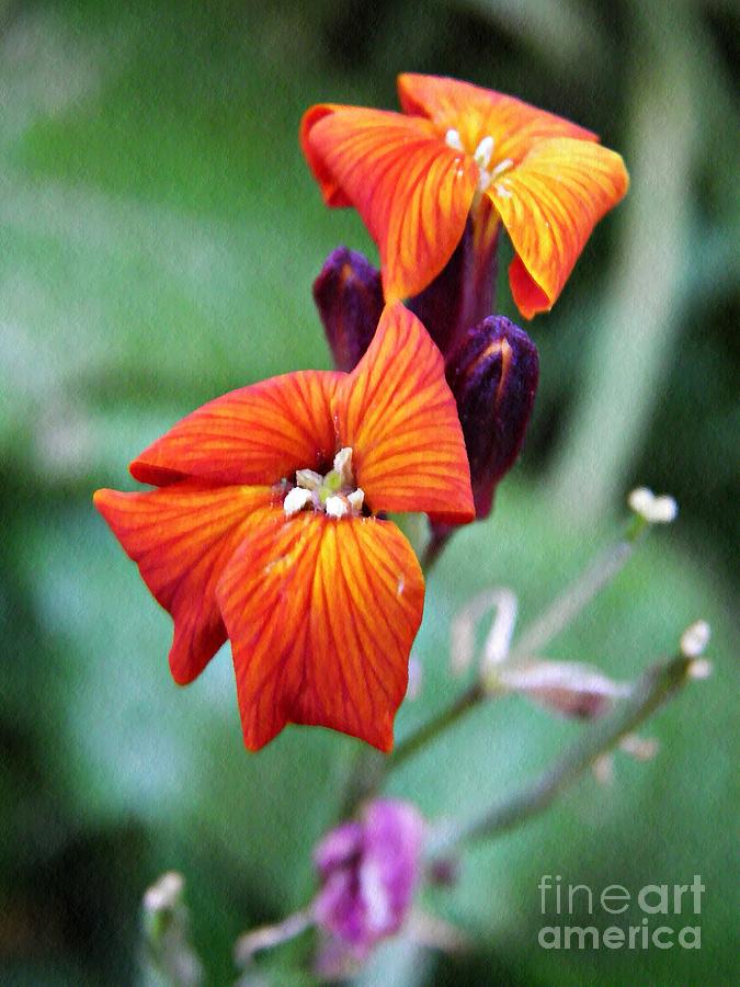 Tiny Floral Sparks Photograph by Sarah Loft