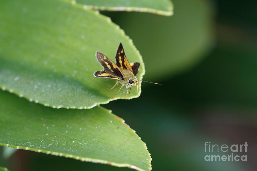 Butterfly Photograph - Tiny friend on leaf by P W