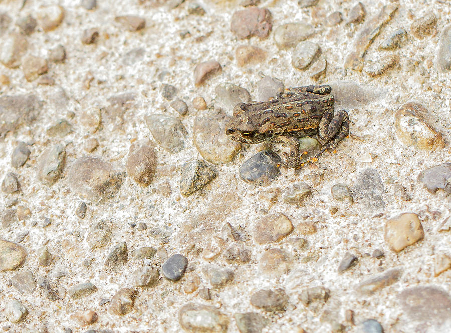 Tiny Frog Photograph by Jean Noren
