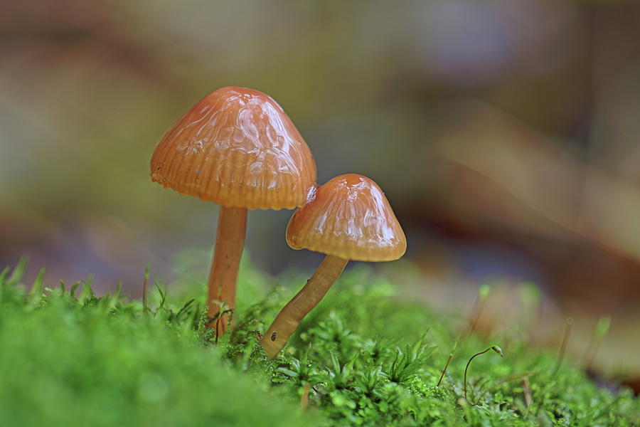 Tiny Fungi Photograph by Daniel Reed