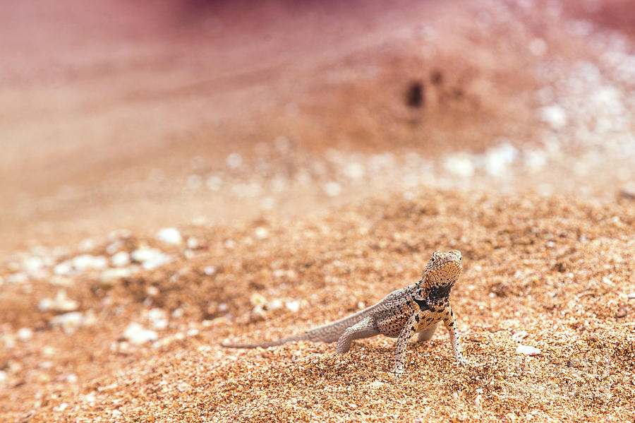 Tiny Galapagos Photograph by Becqi Sherman