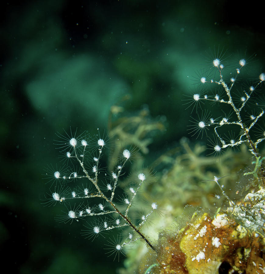 Summer Photograph - Tiny Hydroid by Jean Noren