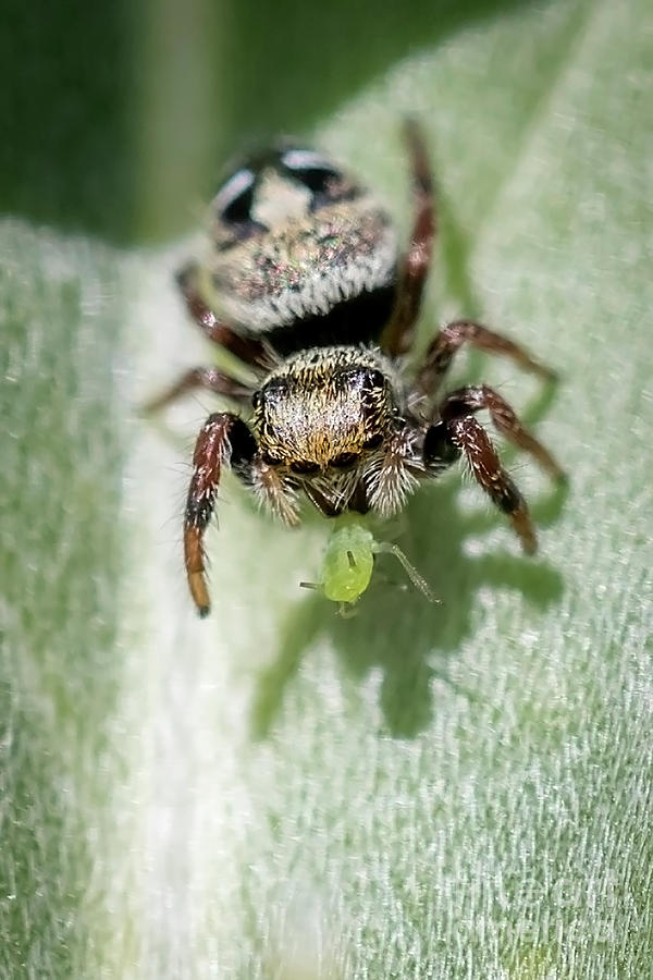 Tiny Jumper Eating Photograph by Shawn Jeffries