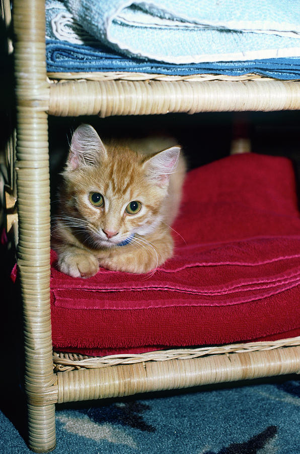 Cat Photograph - Tiny Kitten by Sally Weigand