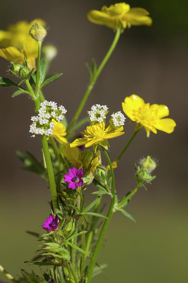 Tiny Little Wildflower Beauties Photograph by Kathy Clark
