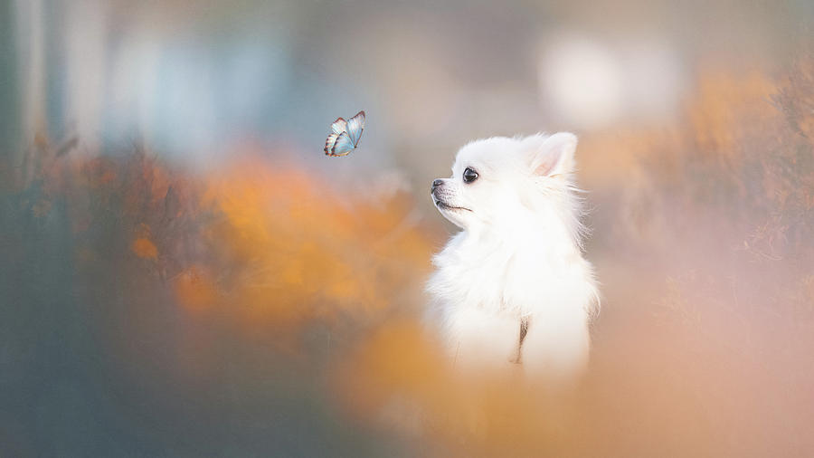 Butterfly Photograph - Tiny Love by Lienjp