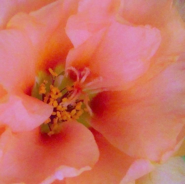 Tiny Moss Rose Photograph by Sharon Ackley