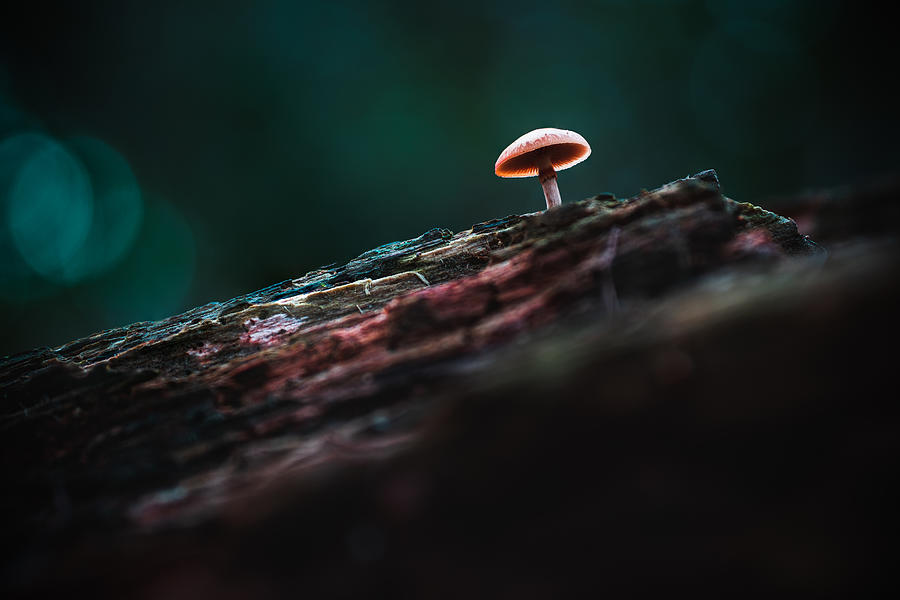 Mushroom Photograph - Tiny Mushroom by Dvid Virg