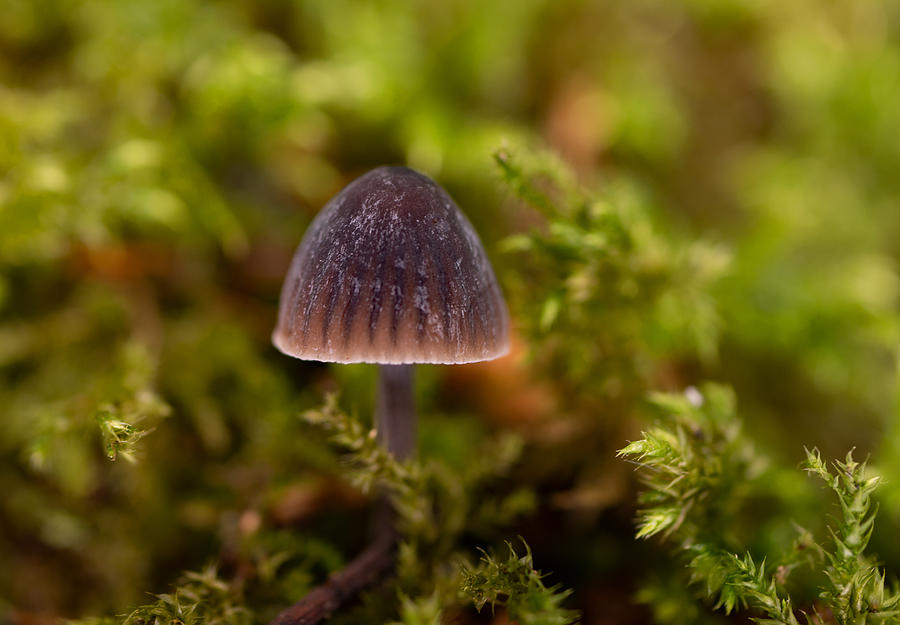 Mushroom Photograph - Tiny Mushroom by Elaine Henshaw