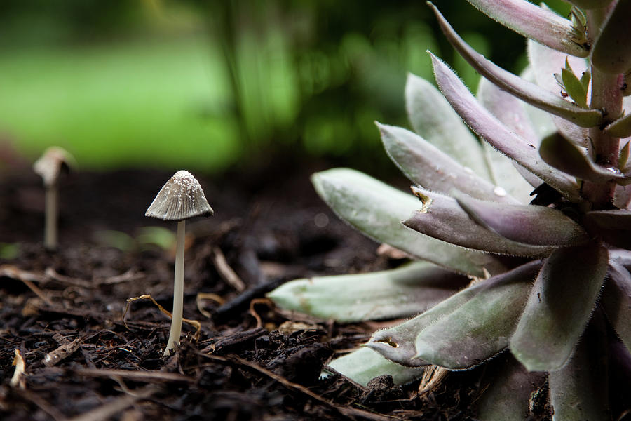 Tiny Mushroom Photograph by Patricia Toth Mccormick