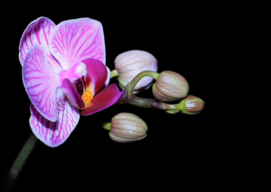 Tiny Orchid Photograph by Tammy Schneider