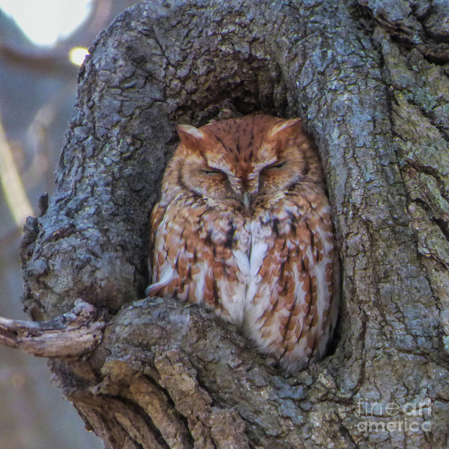 Tiny Owl Dreaming Photograph by Laura Atkinson - Fine Art America