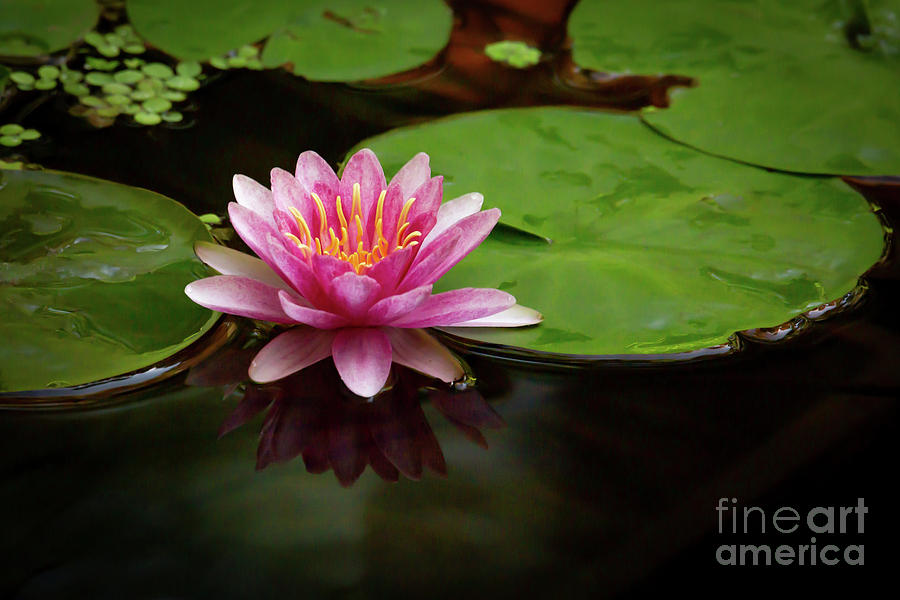 Tiny Rosy Water Lily Photograph by Sabrina L Ryan