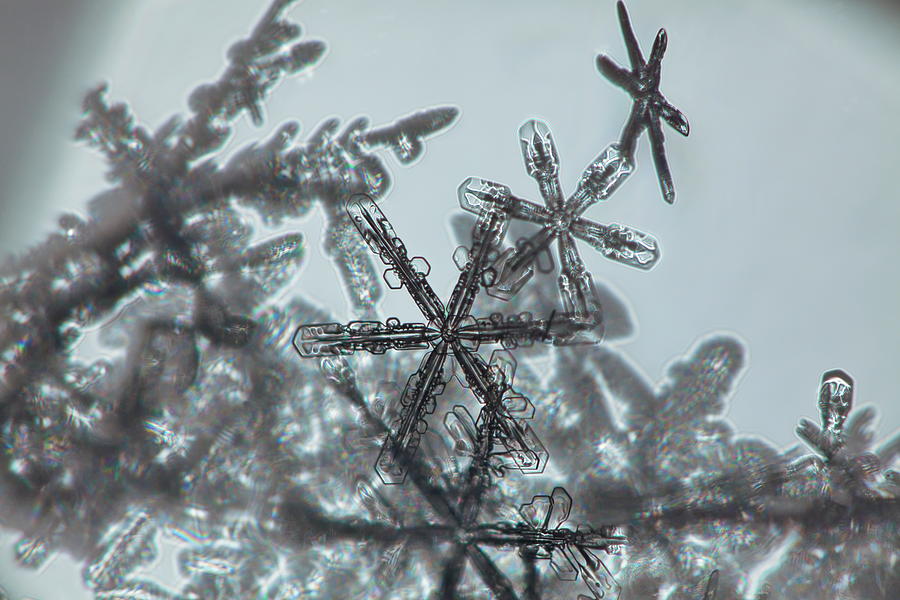 Tiny snowflakes Photograph by Intensivelight