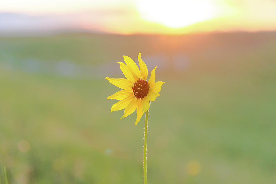 Tiny Sunflower In Morning Light Photograph By Amy Sorvillo