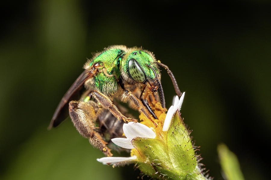 Tiny Sweat Bee Photograph by Brian Hale