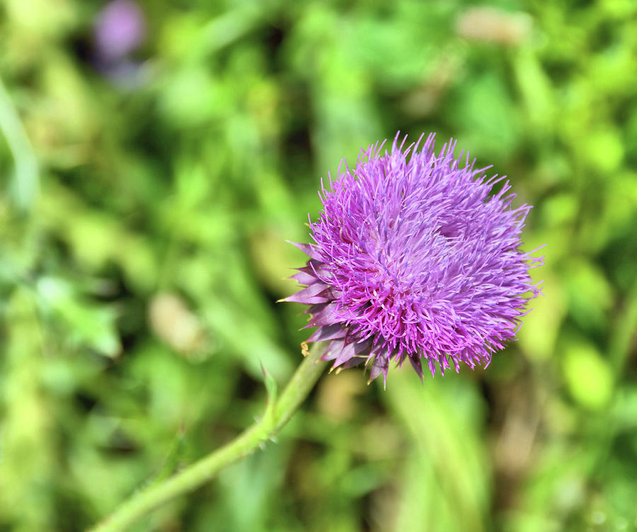Tiny Thistle Photograph by JAMART Photography