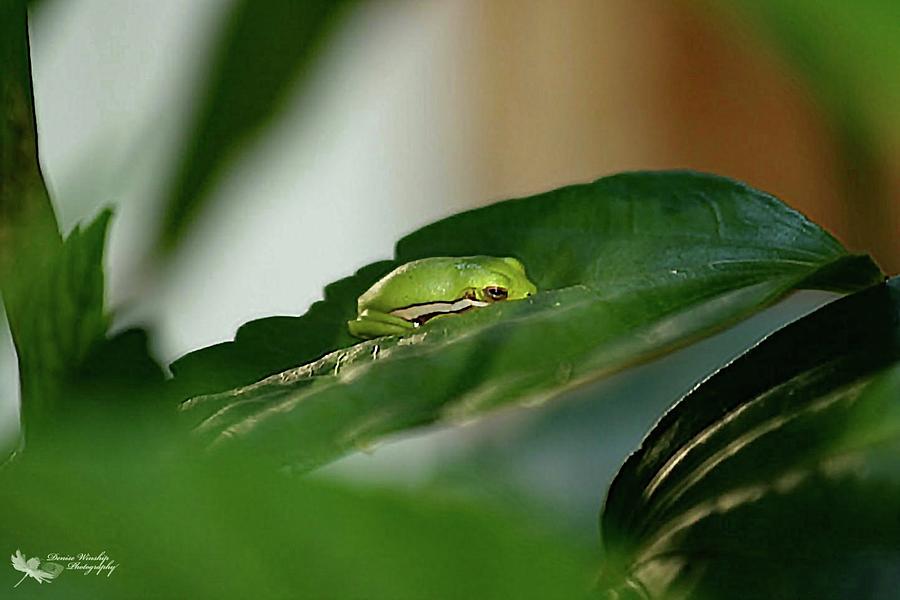 Tiny Tree Frog Photograph by Denise Winship