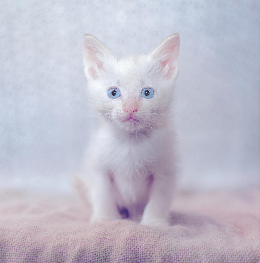 white and grey siamese cat