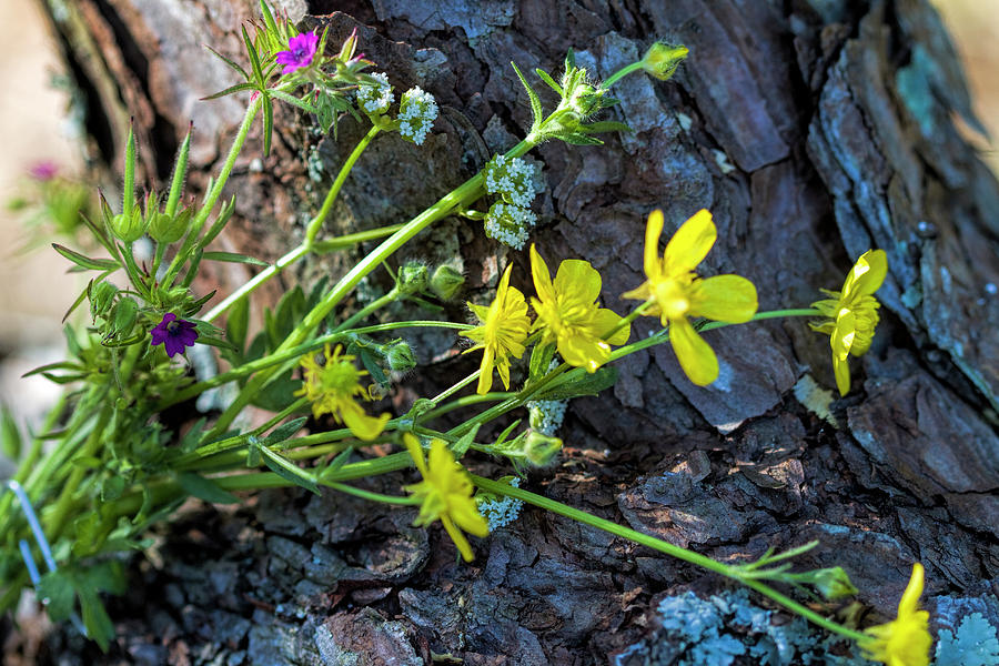 Tiny Wildflower Blossom Bouquet Photograph by Kathy Clark