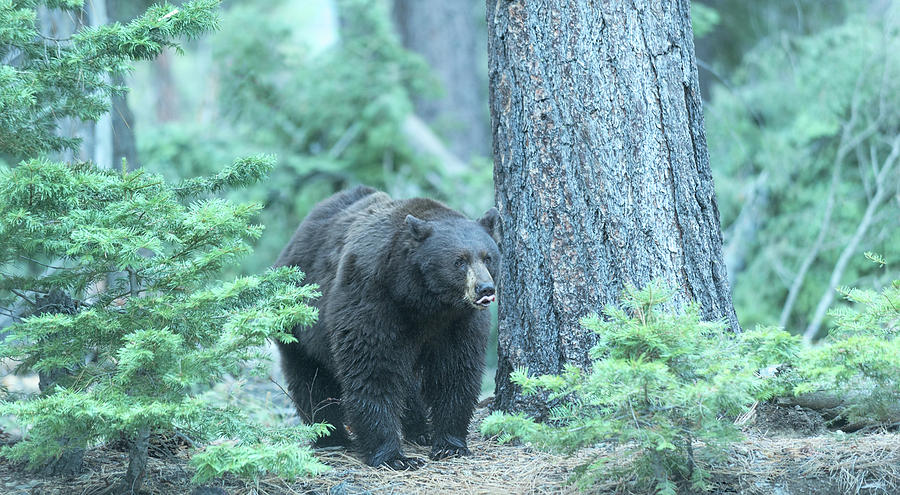 Black Bear Photograph - Tip Of My Tongue by Dennis Bolton Black Bear Photograph - Tip Of My Tongue by Dennis Bolton
