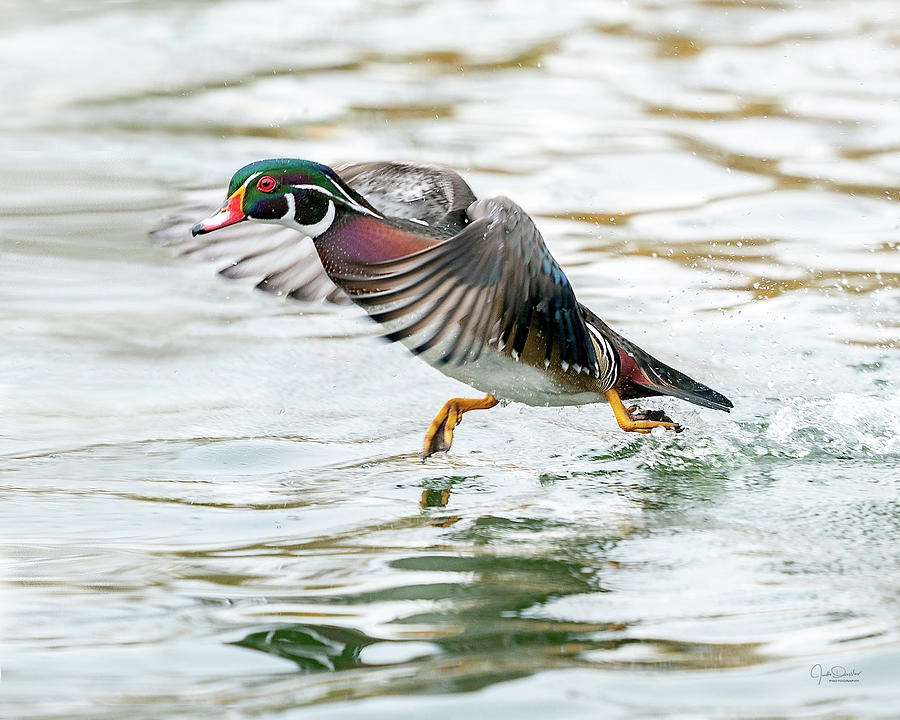 Wood Duck Tip-toeing over the water Photograph by Judi Dressler