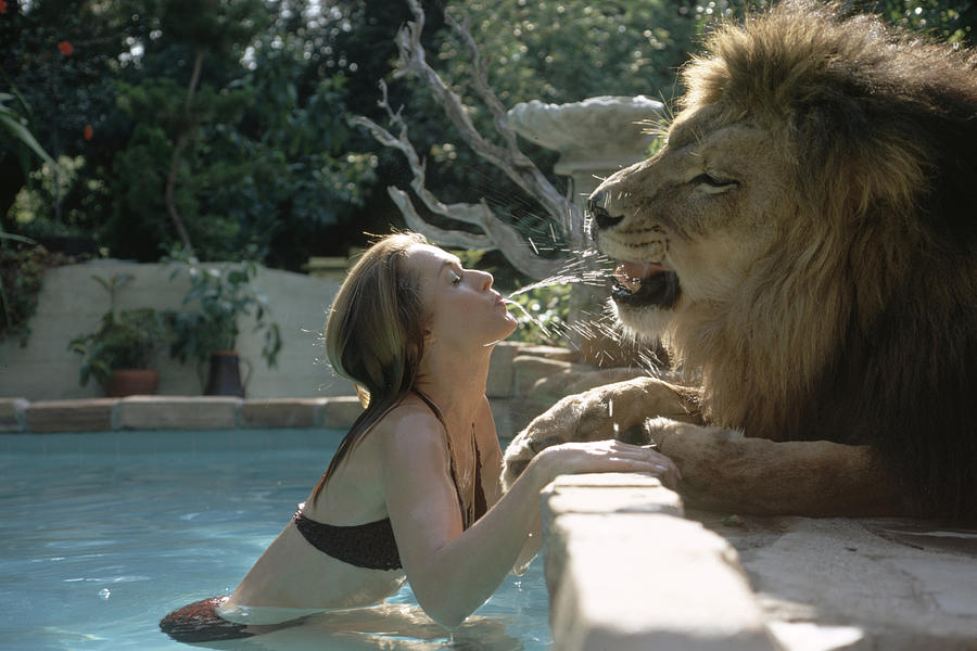 Tippi Hedren & Neil The Lion Photograph by Michael Rougier
