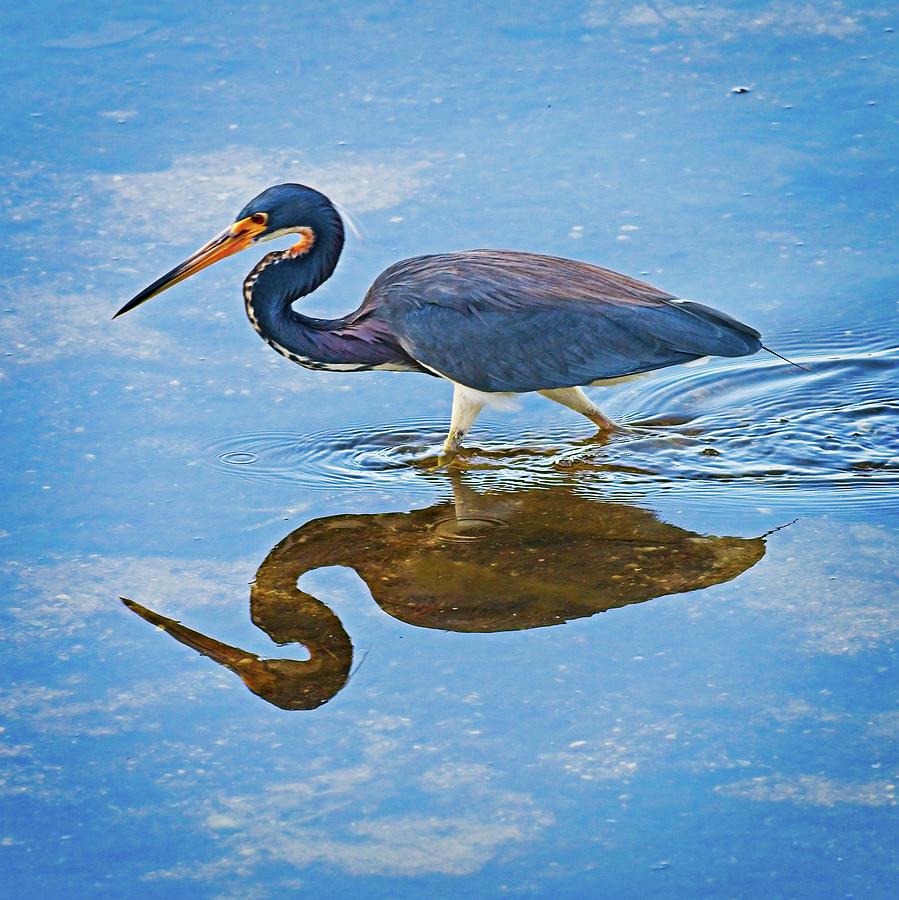 Tiptoe Heron by John Bates Tiptoe Heron by John Bates