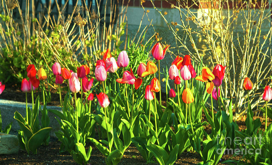 Tiptoe Through The Tulips Photograph By Sharon Mayhak Pixels