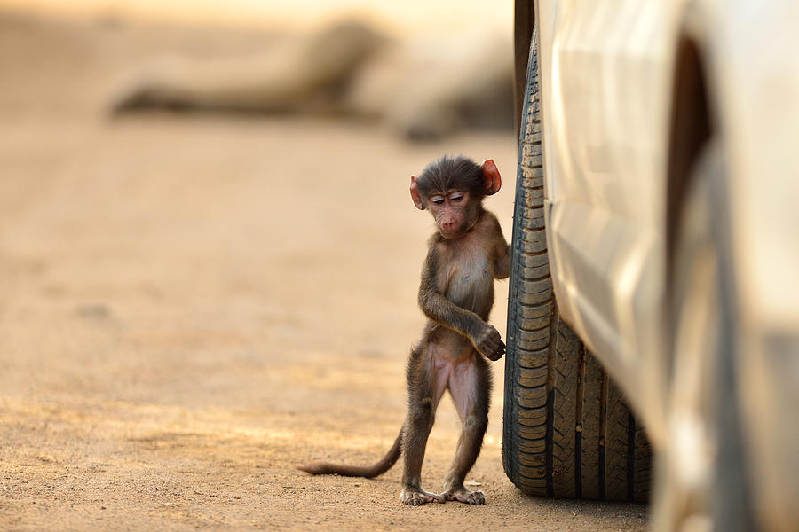 Monkey Photograph - Tire Check by Ozkan Ozmen     I     Big Lens Adventures
