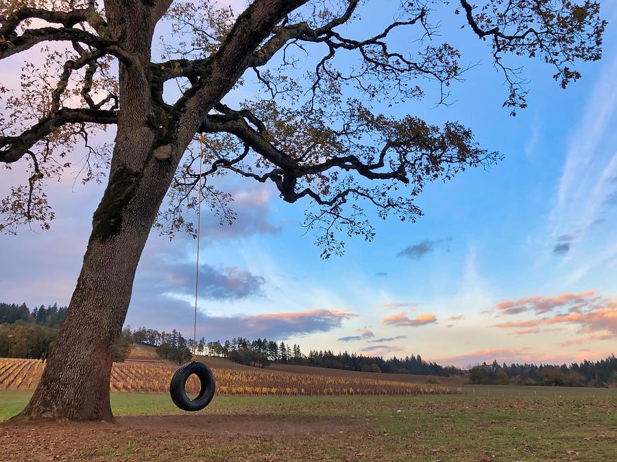 Tire Swing Tree Photograph by Brian Eberly