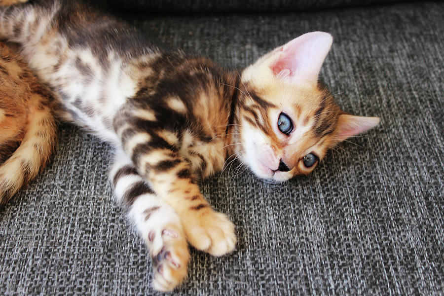 Tired bengal kitten Photograph by Angela Emanuelsson - Fine Art America