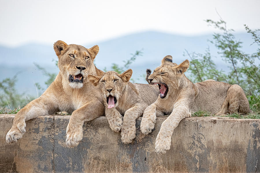 Nature Photograph - Tired Cubs by Alessandro Catta