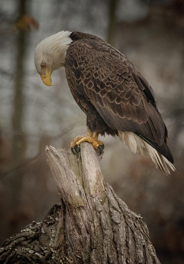 Tired Eagle Dad by Richard Kopchock Tired Eagle Dad by Richard Kopchock