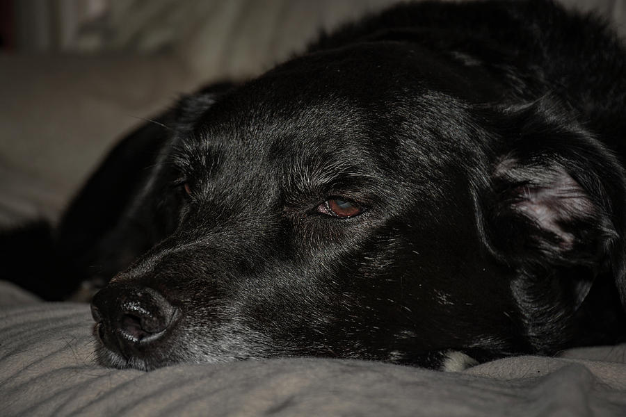 Tired Labrador Retriever With Head Down Photograph