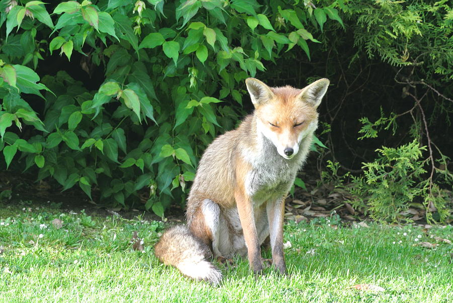 tired-of-waiting-photograph-by-lynne-iddon-fine-art-america