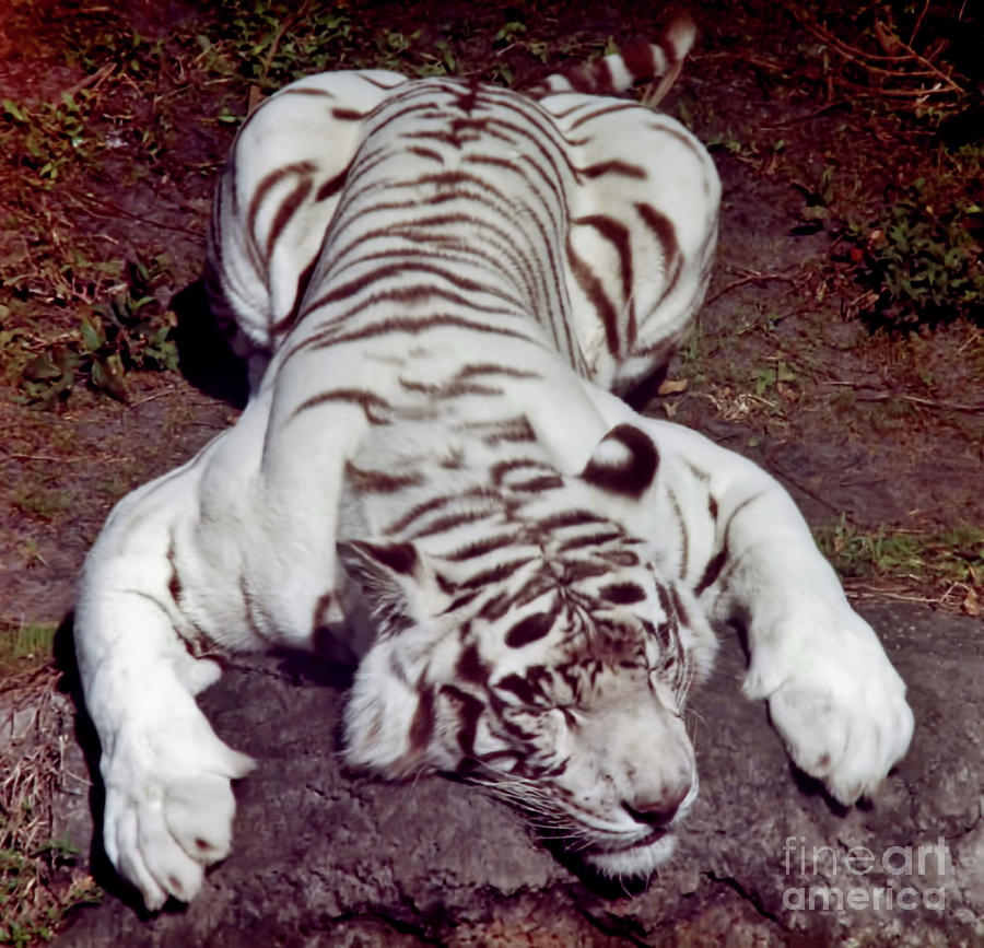 Tired - Tiger Photograph by D Hackett