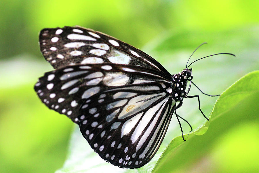 Tirumala Ishmoides Butterfly Photograph by Lars Ruecker