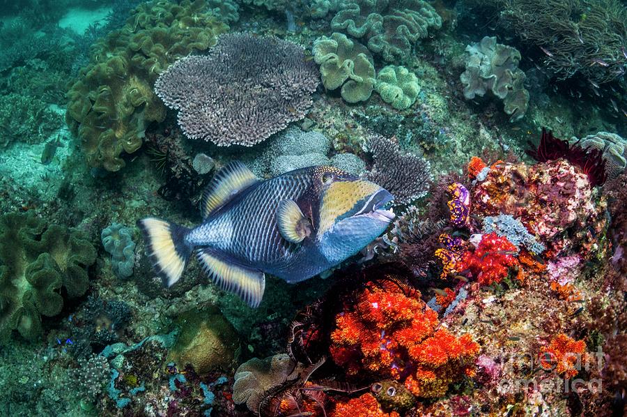 Titan Triggerfish Photograph by Georgette Douwma/science Photo Library
