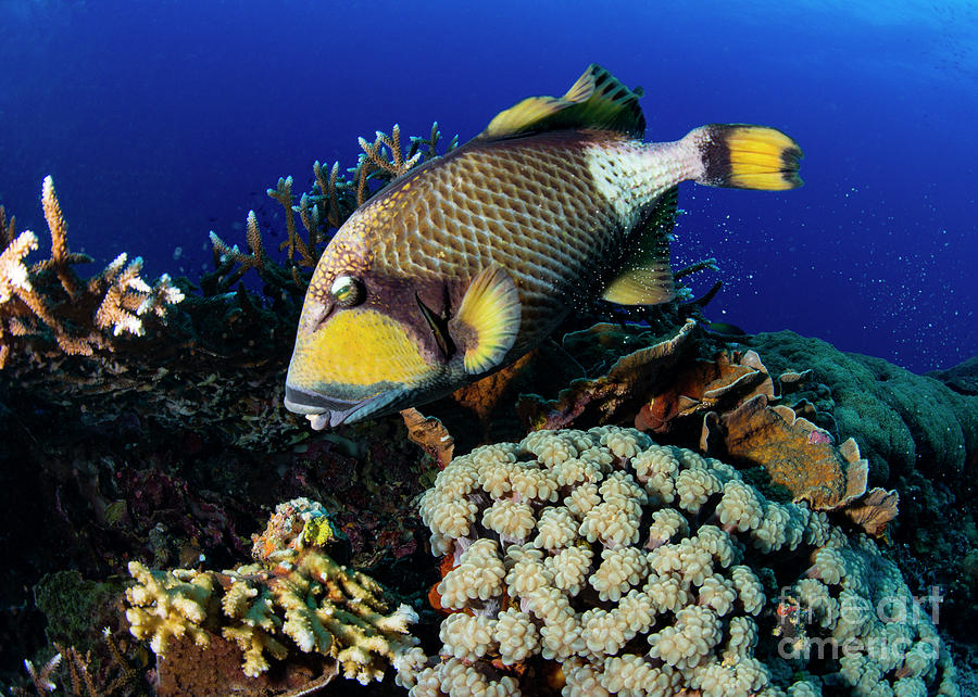 Titan Triggerfish Photograph by Louise Murray/science Photo Library