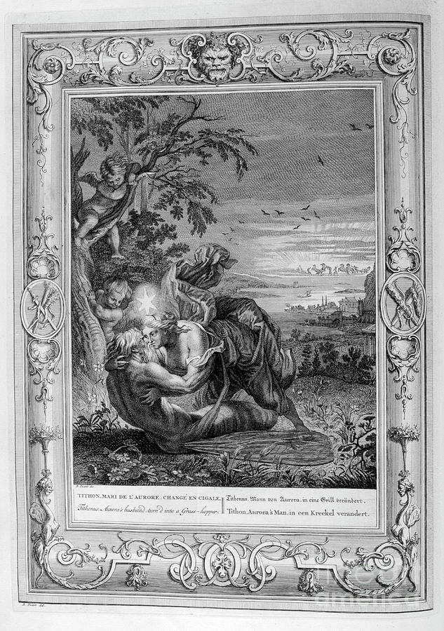 Tithonus, Auroras Husband, Turned Drawing by Print Collector - Fine Art ...