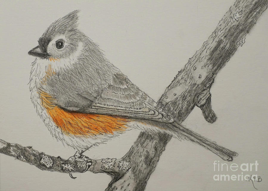 titmouse drawing