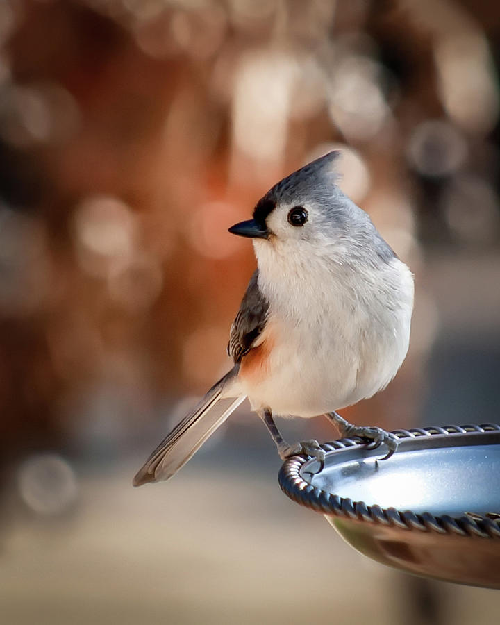 Titmouse Photograph by James Barber