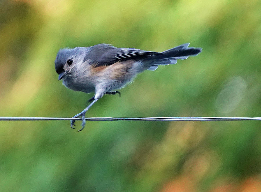 Titmouse Show-off Photograph by Carl Sheffer