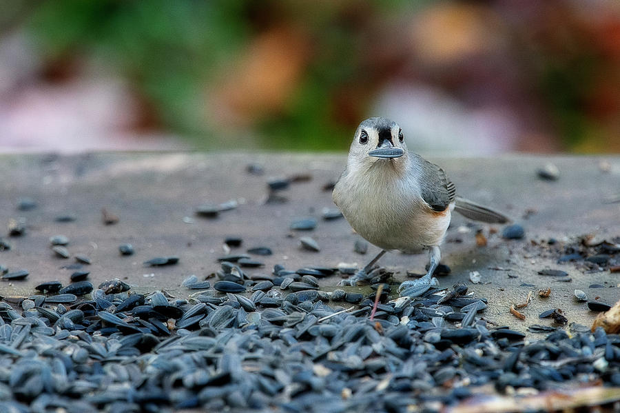 Titmouse with sunflower seed Photograph by Dan Friend