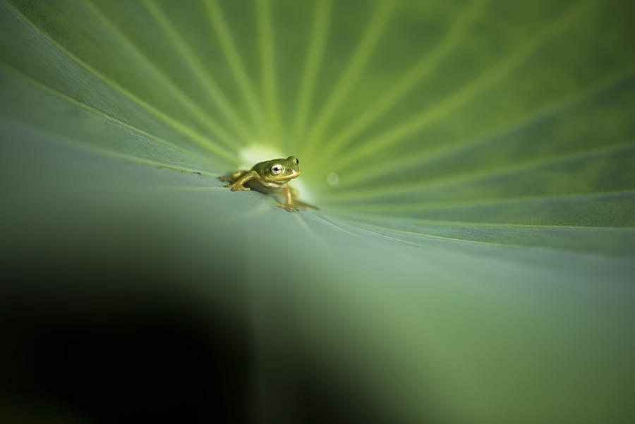 To Look For Photograph by Takashi Suzuki - Fine Art America