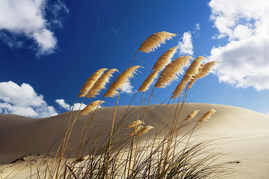To Paki Sand Dunes, New Zealand Digital Art by Massimo Ripani