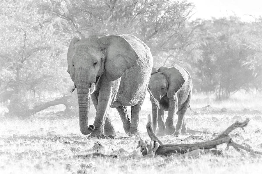 TO THE WATERING HOLE by RAND TO THE WATERING HOLE by RAND