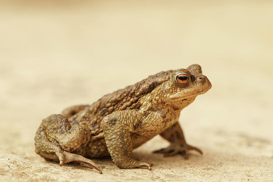 Toad European Bufo Bufo On Garden Path Photograph by Sarah Darnell ...