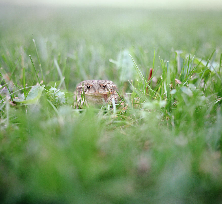 Toad In Grassy Lawn Photograph by Danielle D. Hughson